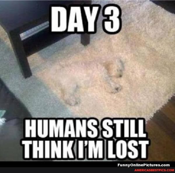 DAY 3
HUMANS STILL THINK LOST