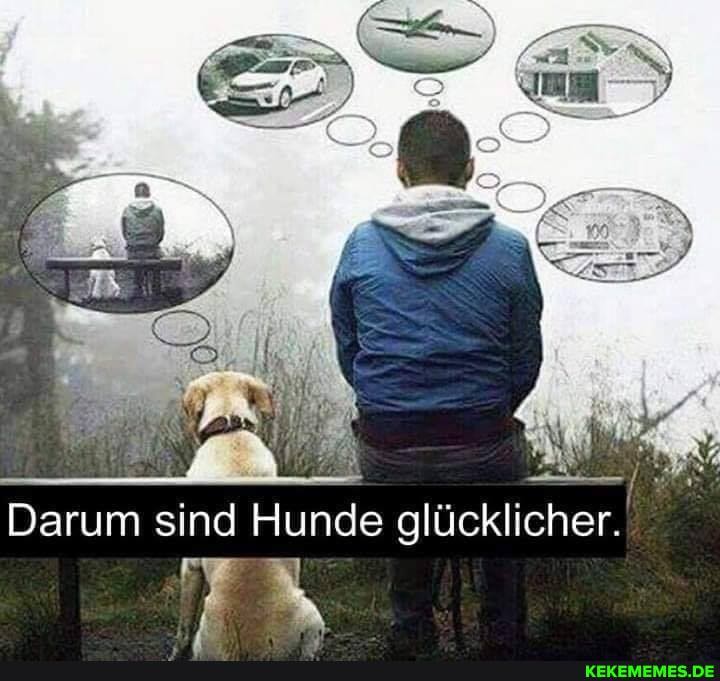 Darum sind Hunde glücklicher.