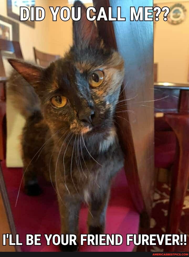 DID YOU CALL ME??
I'LL BE YOUR FRIEND FUREVER!!