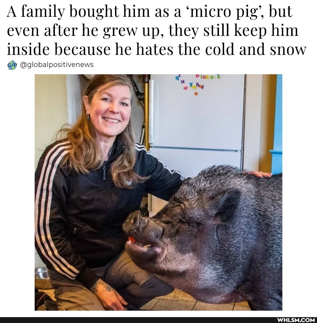 A family bought him as a 'micro pig', but even after he grew up, they still keep him inside because he hates the cold and snow
Gglobalpositivenews
"ot Me