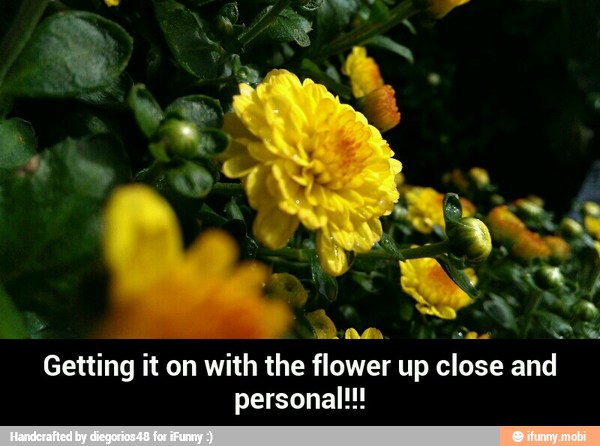 4
Das Ha
Getting it on with the flower up close and
personal!!! - Getting it on with the flower up close and personal!!!