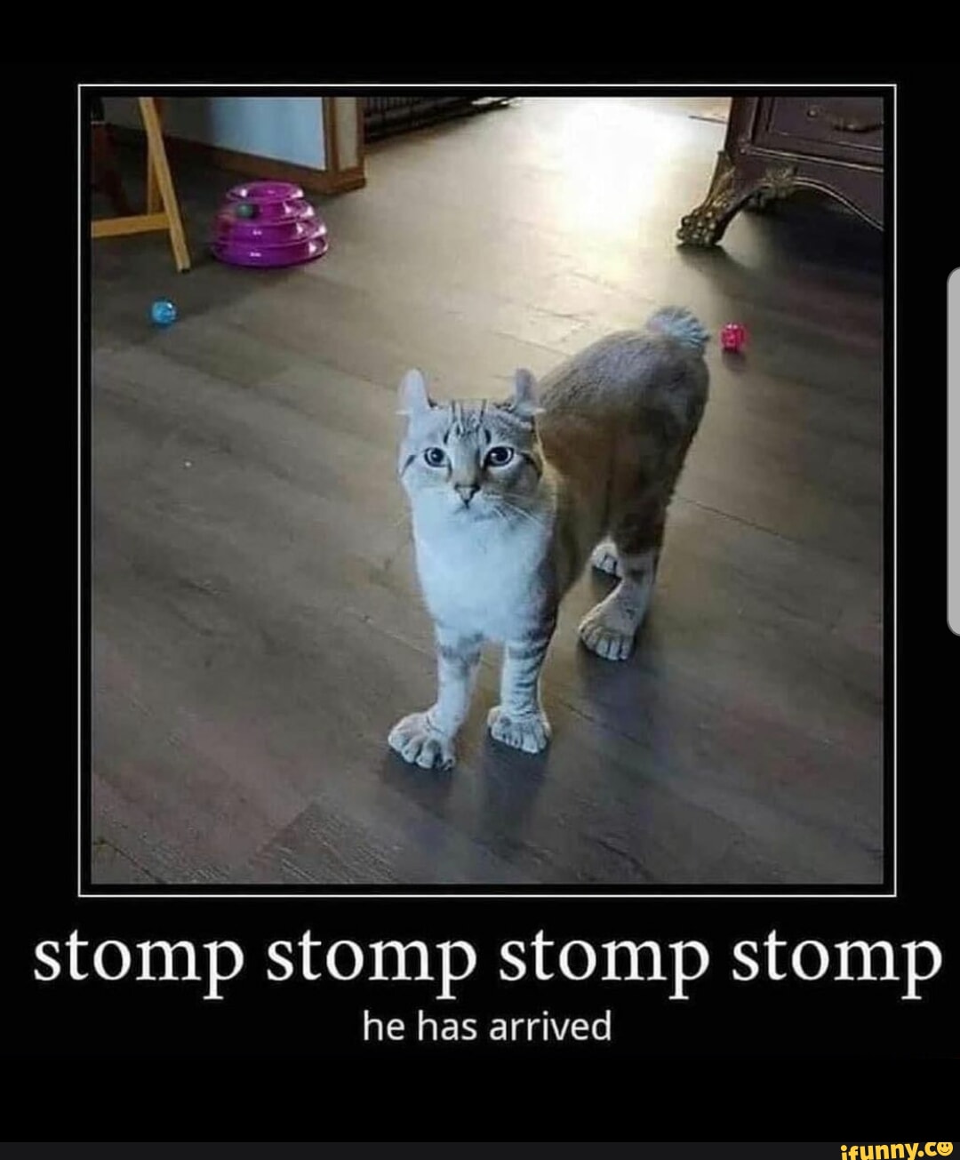 Stomp stomp stomp stomp he has arrived - iFunny