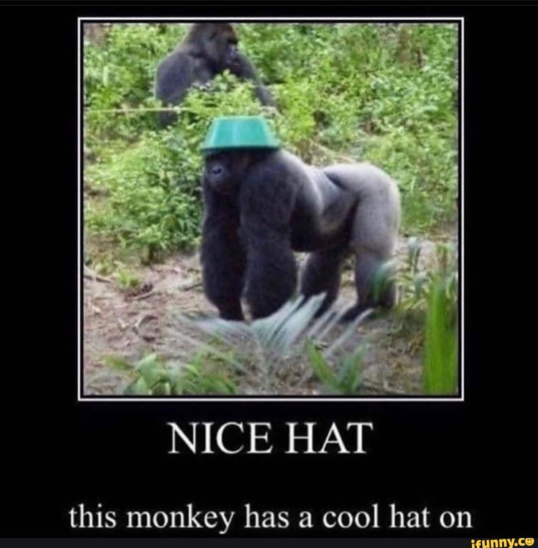 NICE HA'
this monkev has a cool hat on
