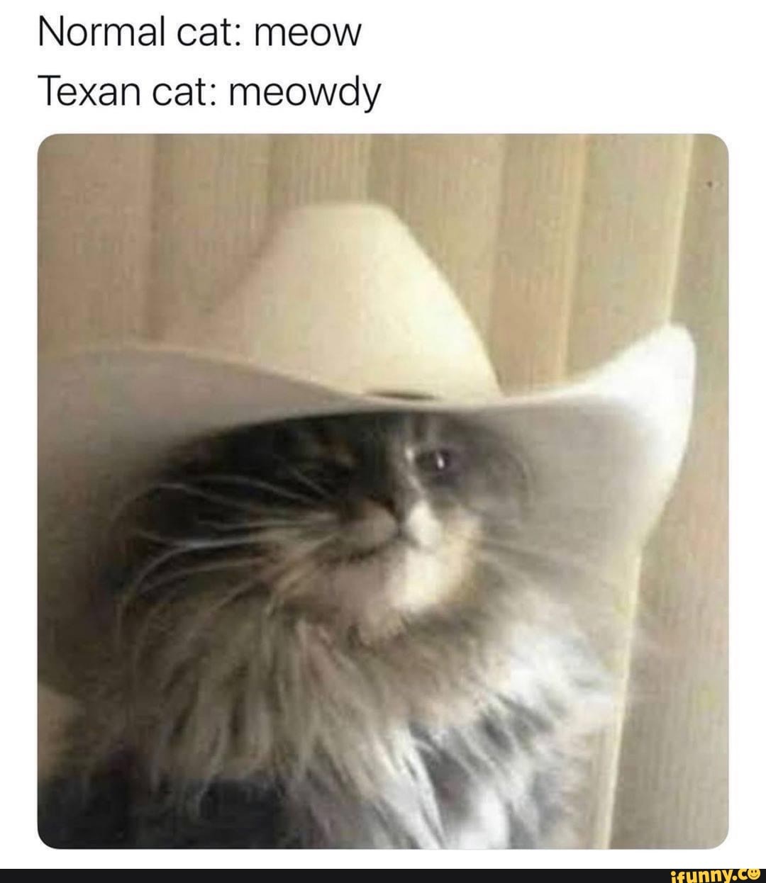 Normal cat: meow
Texan cat: meowdy