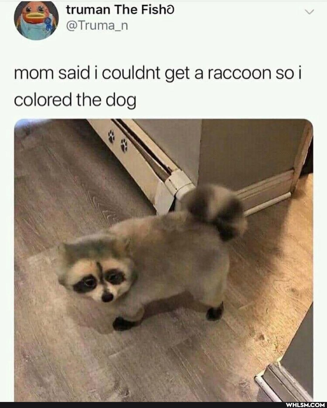 truman The Fishd
@Truma_n mom said couldnt get a raccoon so I colored the dog