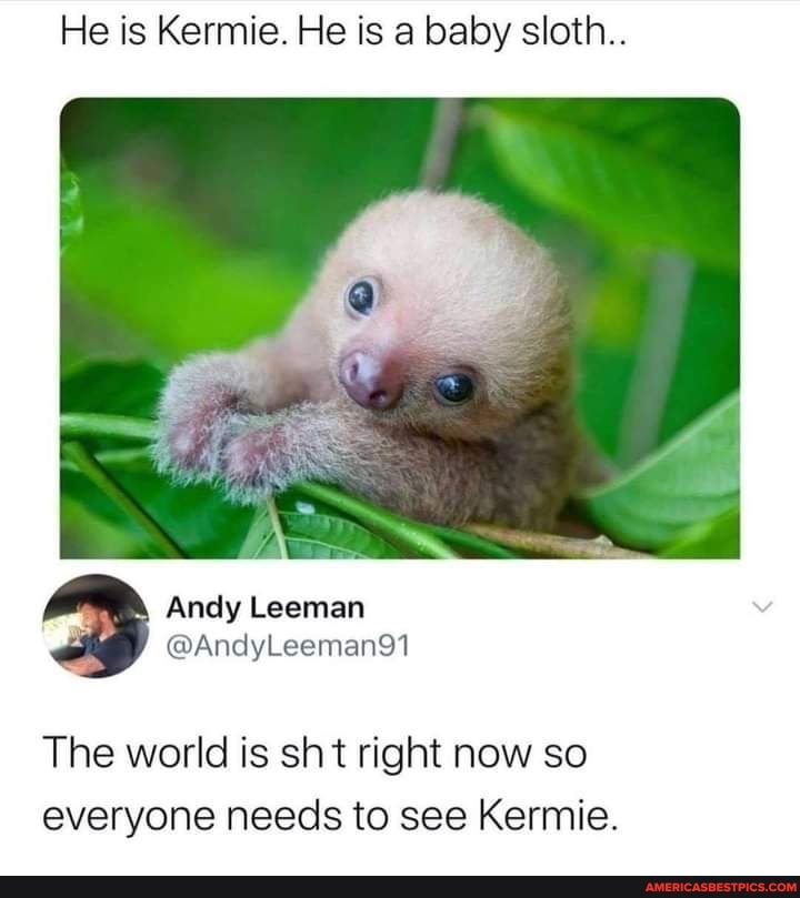 He is Kermie. He is a baby sloth..
Andy
The world is sht right now so everyone needs to see Kermie.