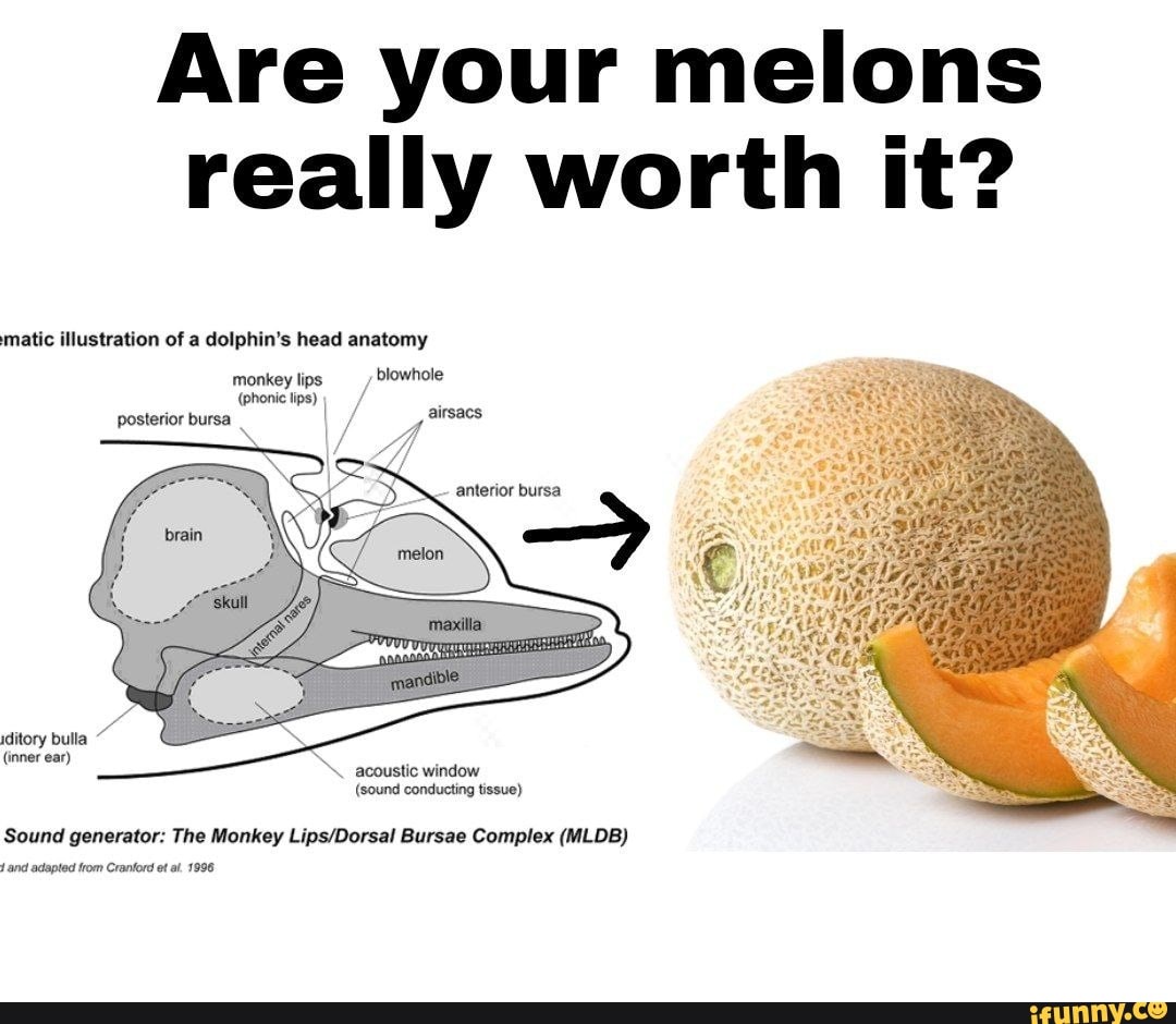 Are your melons really worth it? matic illustration of a dolphin's head