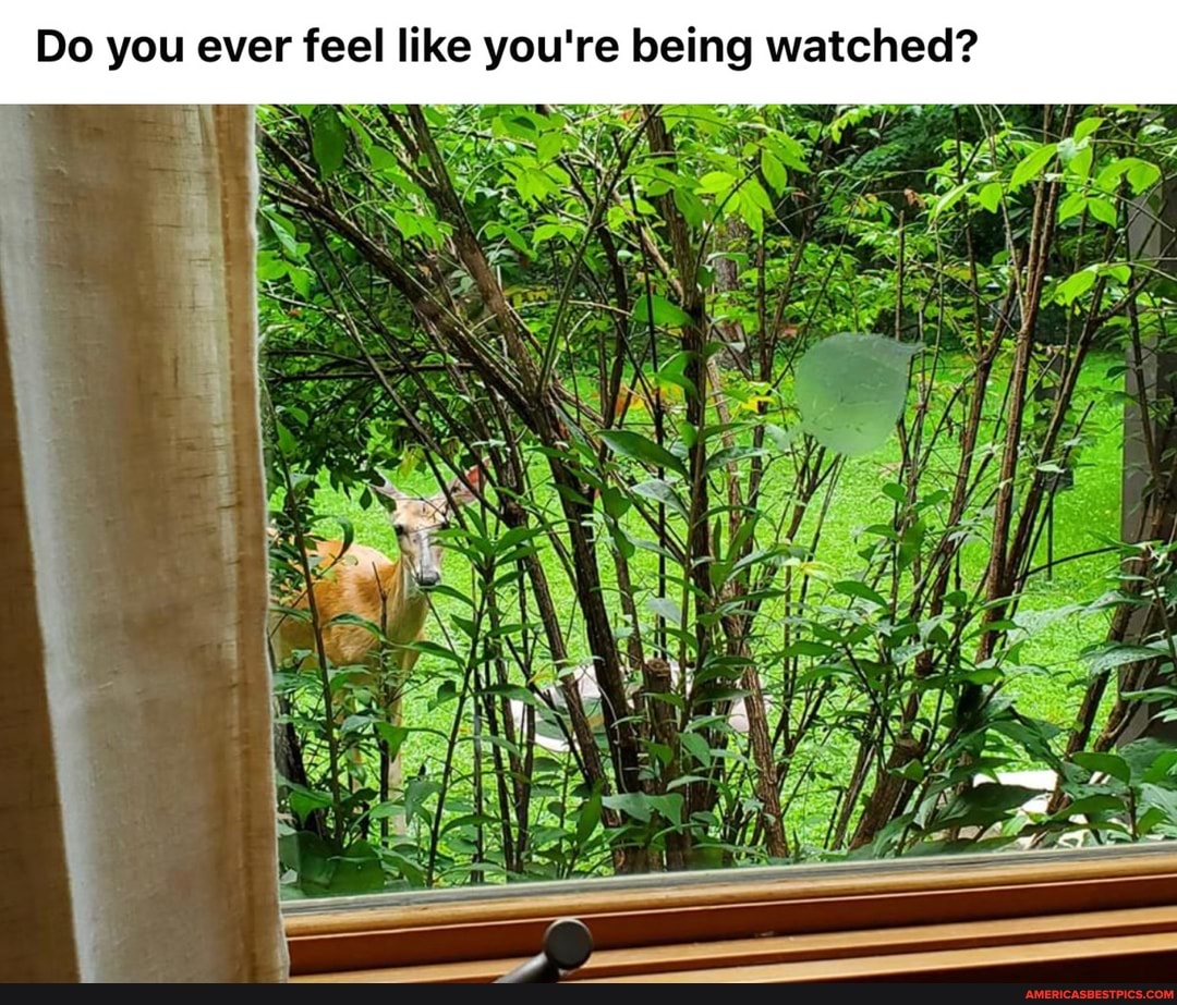 Do you ever feel like you're being watched?