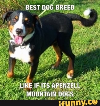 BEST BOG BREED
LIKE IF APENZELL MOUNTAIR DOGS