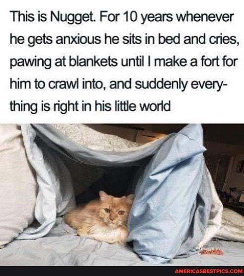 This is Nugget. For 10 years whenever he gets anxious he sits in bed and cries, pawing at blankets until I make a fort for him to crawl into, and suddenly every- thing is right in his little world