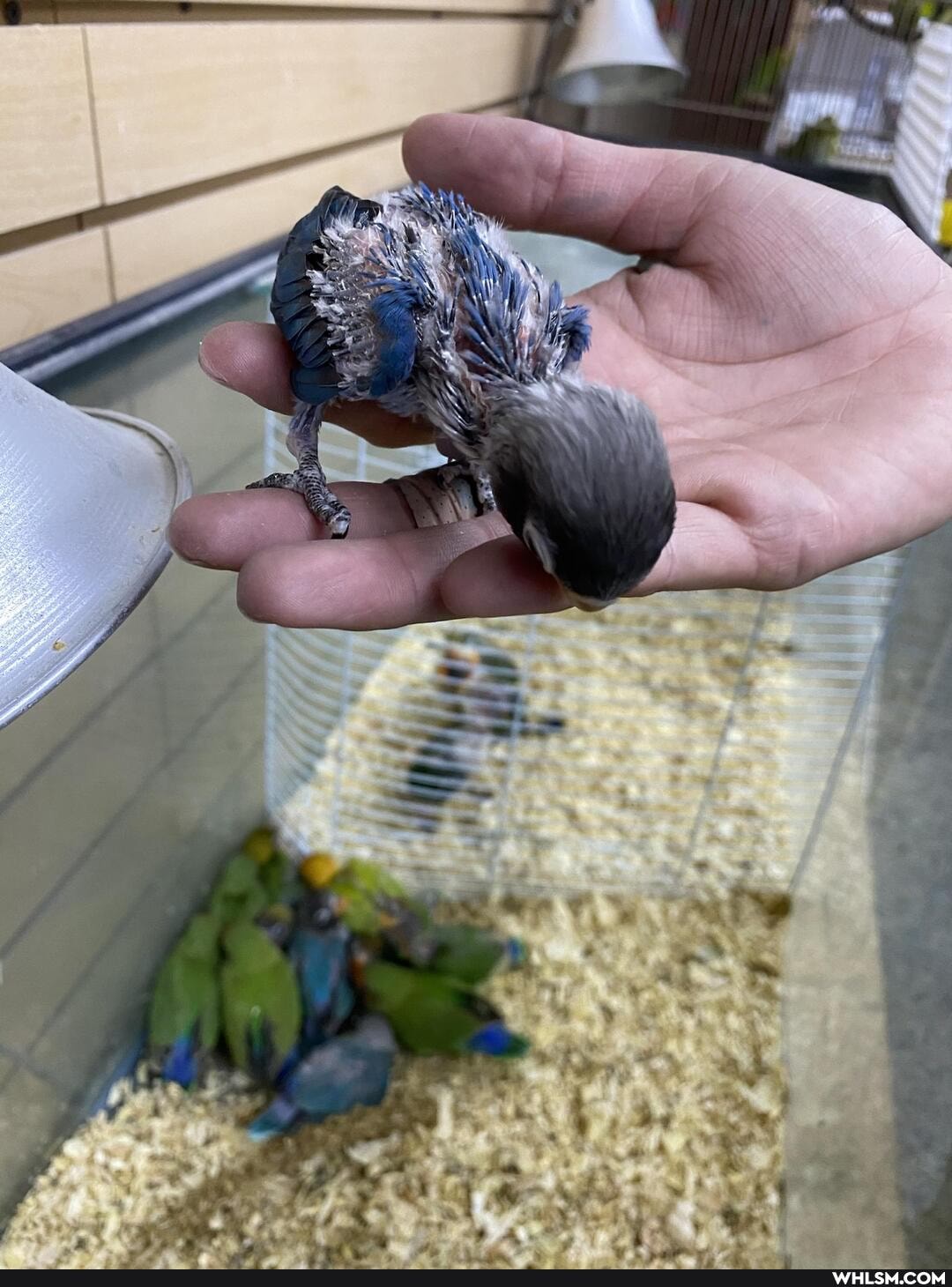 baby_animals, relatable