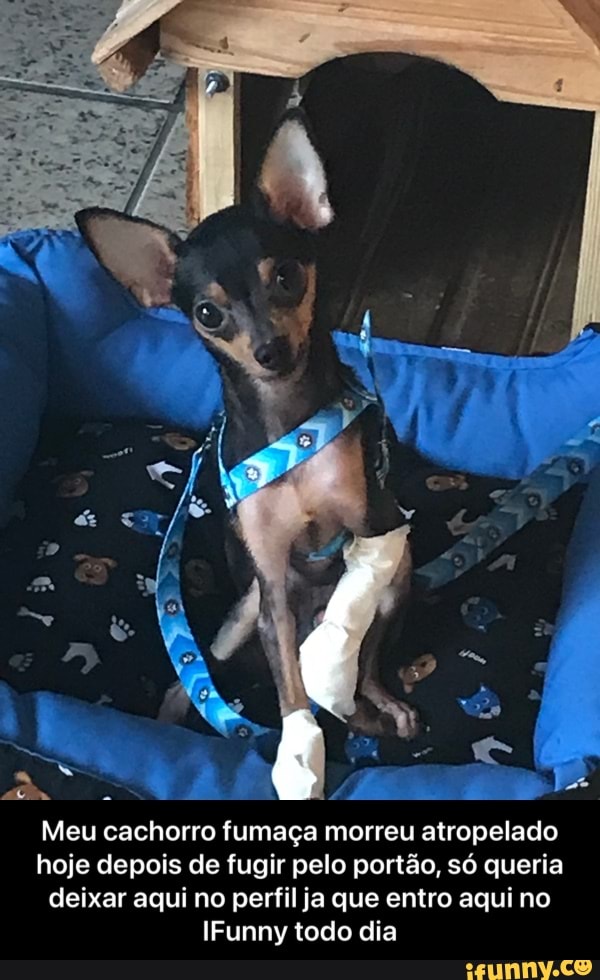 Meu cachorro fumaça morreu atropelado hoje depois de fugir pelo portão, só queria deixar aqui no perfil ja que entro aqui no
IFunny todo dia - Meu cachorro fumaça morreu atropelado hoje depois de fugir pelo portão, só queria deixar aqui no perfil ja que entro aqui no IFunny todo dia