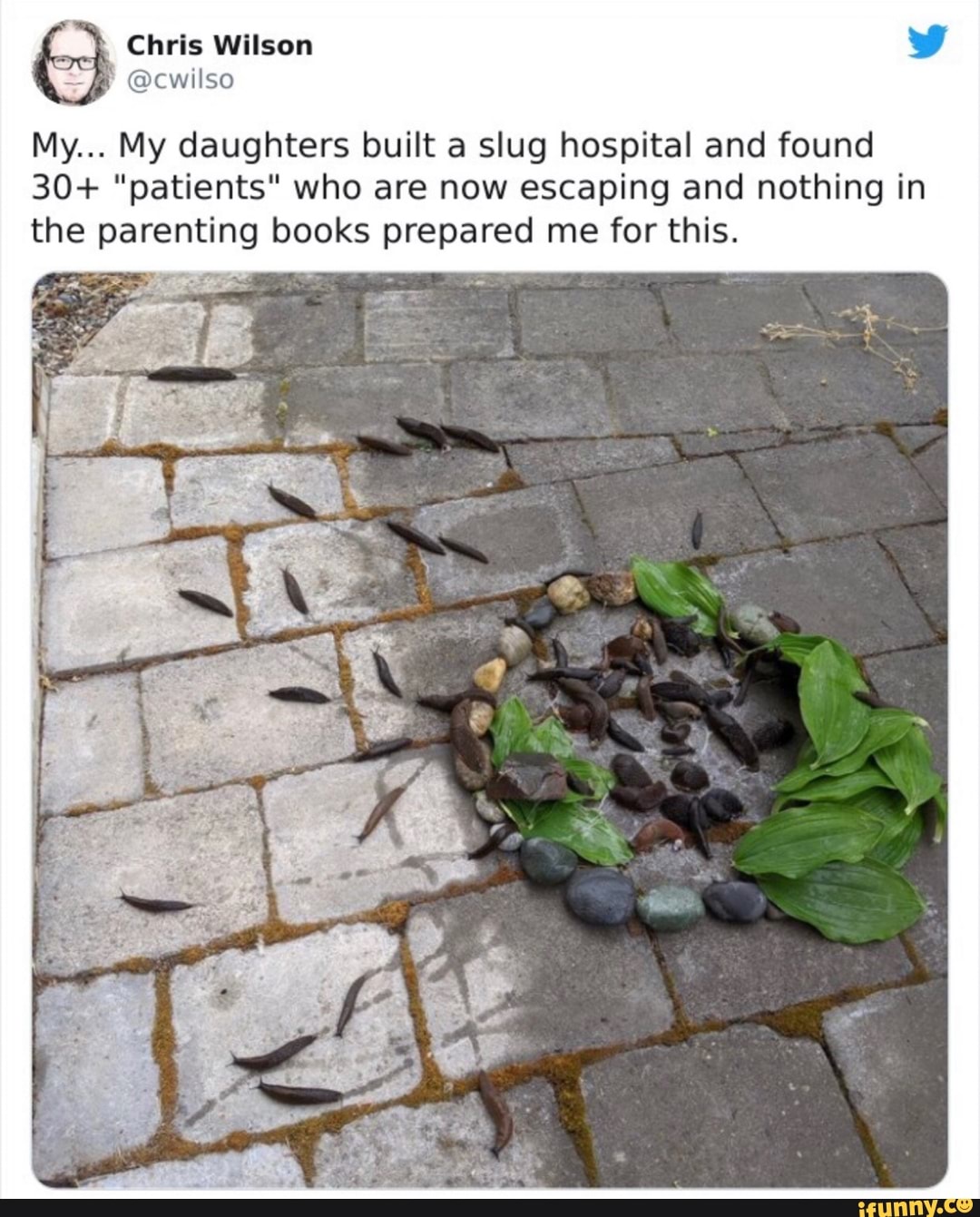 Chris Wilson
My... My daughters built a slug hospital and found
30+ "patients" who are now escaping and nothing in the parenting books prepared me for this.