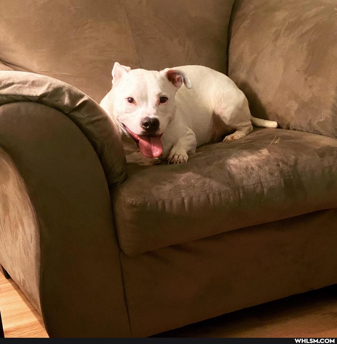 dog, doggo, dogs, philadelphia
