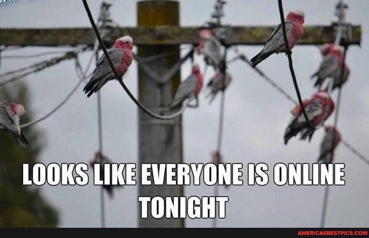 LOOKS LIKE EVERYONE IS ONLINE TONIGHT