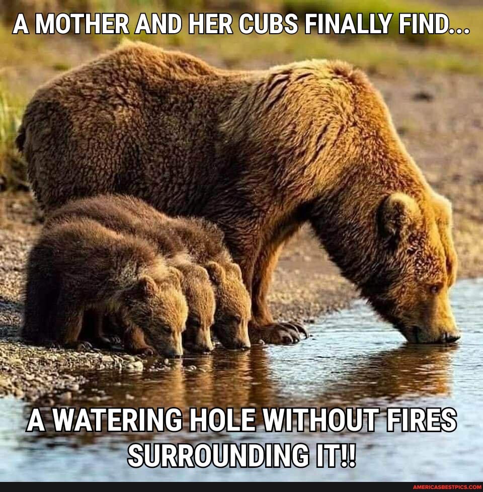 A MOTHER AND HER CUBS FINALLY FIND...
A WATERING HOLE WITHOUT FIRES SURROUNDING IT!!