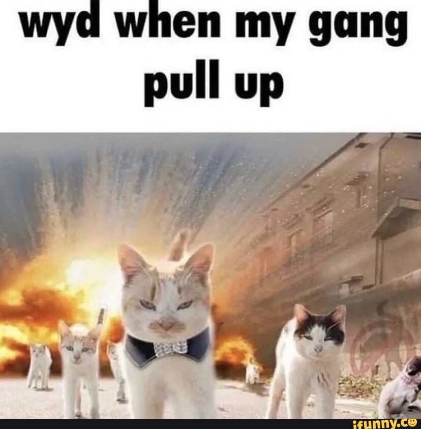 wyd-when-my-gang-pull-up-ifunny