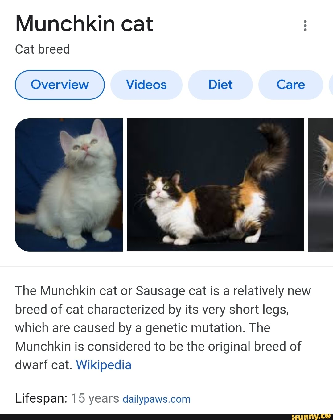 Munchkin cat - Wikipedia