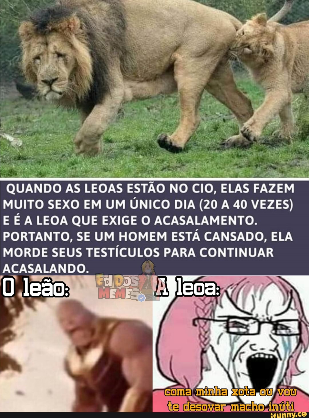 QUANDO AS LEOAS ESTÃO NO CIO, ELAS FAZEM MUITO SEXO EM UM ÚNICO DIA (20 A 40 VEZES)
E É A LEOA QUE EXIGE O ACASALAMENTO.
PORTANTO, SE UM HOMEM ESTÁ CANSADO, ELA MORDE SEUS TESTÍCULOS PARA CONTINUAR ACASALANDO.
coma minhakxotas0U) YOU
