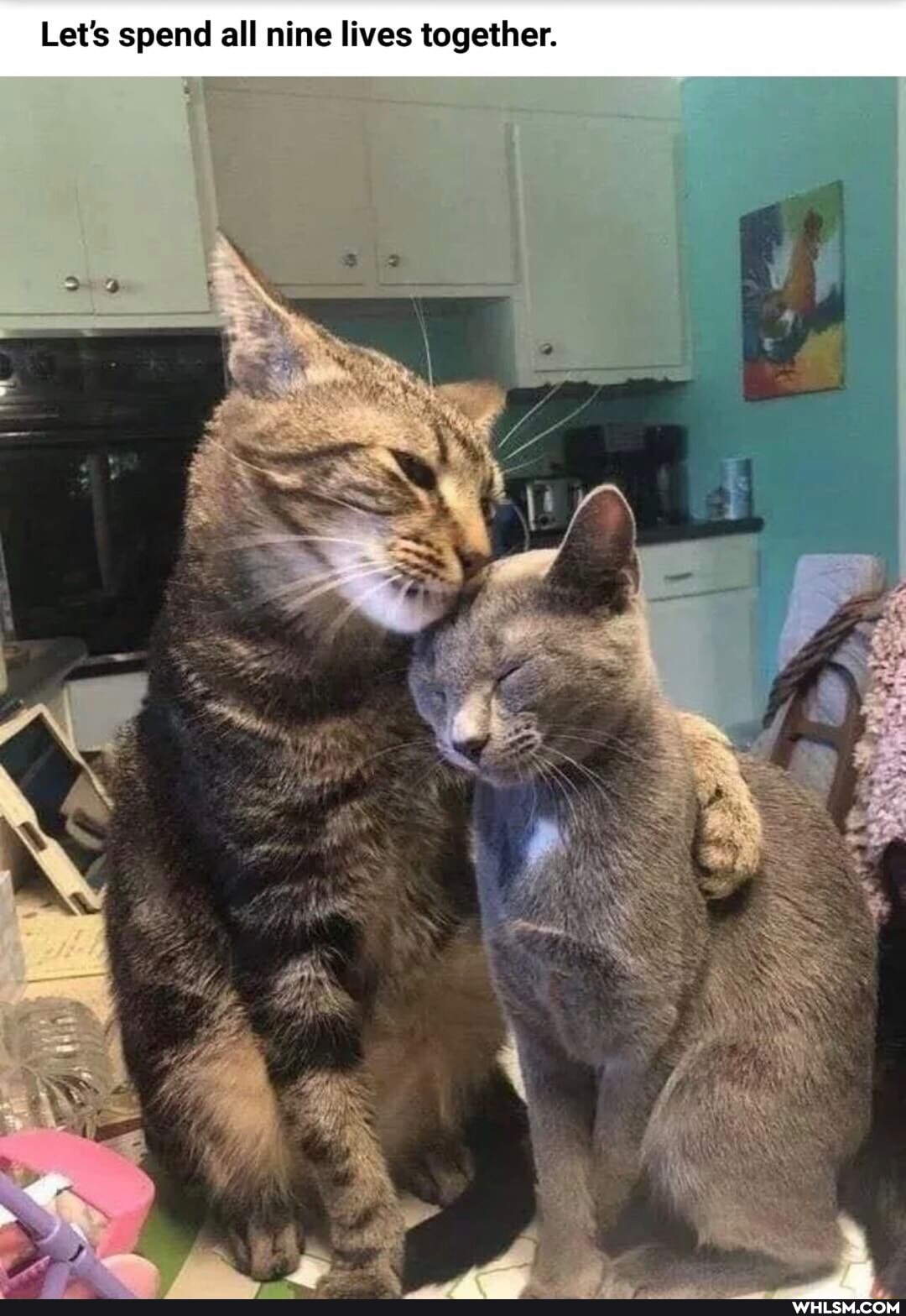 Let's spend all nine lives together.