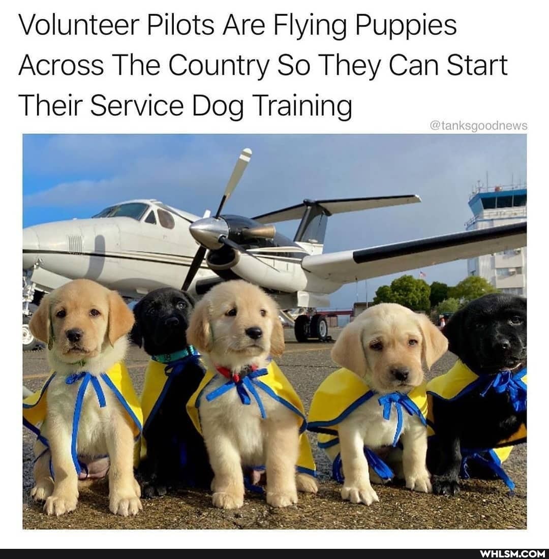 Volunteer Pilots Are Flying Puppies
Across The Country So They Can Start
@tanksgoodnews
Their Service Dog Training