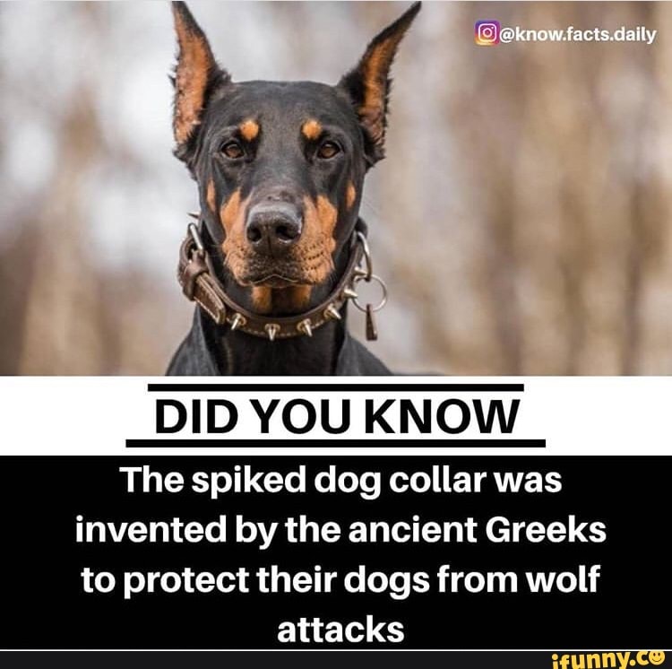 The spiked dog collar was
invented by the ancient Greeks
to protect their dogs from wolf
attacks