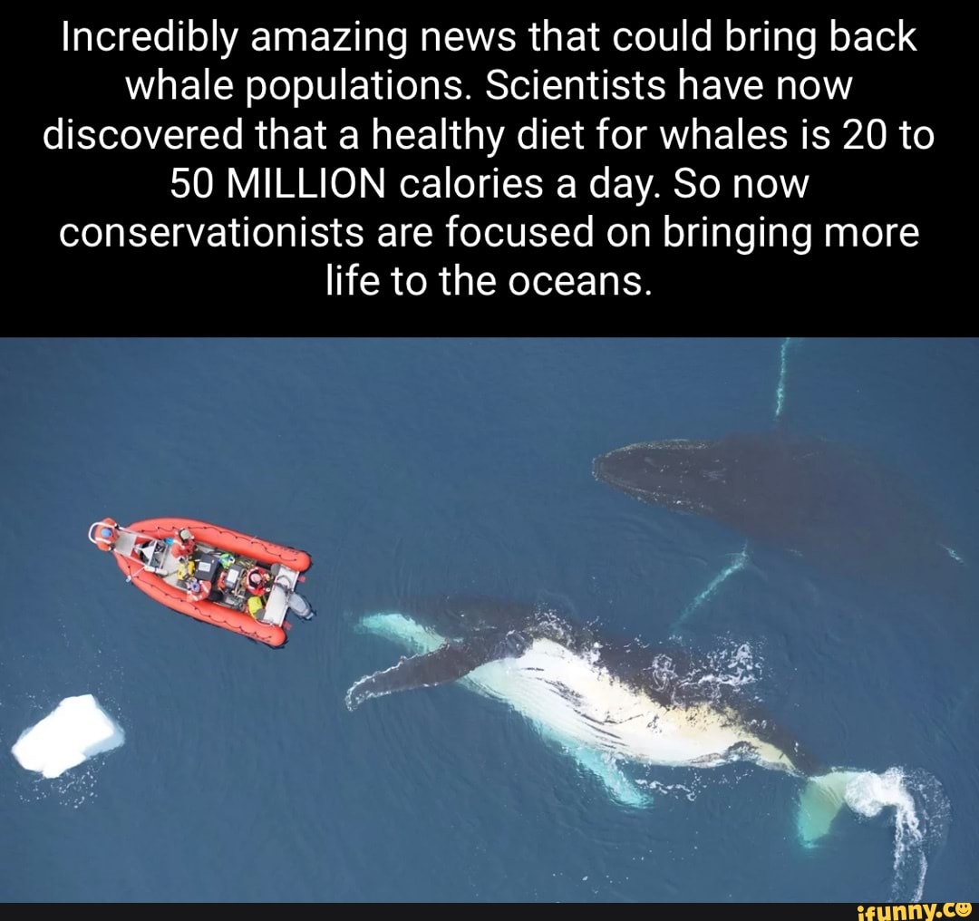 Incredibly Amazing News That Could Bring Back Whale Populations ...