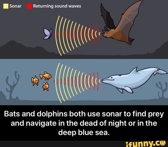 Bats and dolphins both use sonar to find prey and navigate in the dead