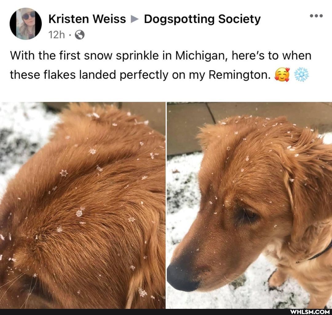 Kristen Weiss Dog Society
With the first snow sprinkle in Michigan, here's to when these flakes landed perfectly on my Remington.