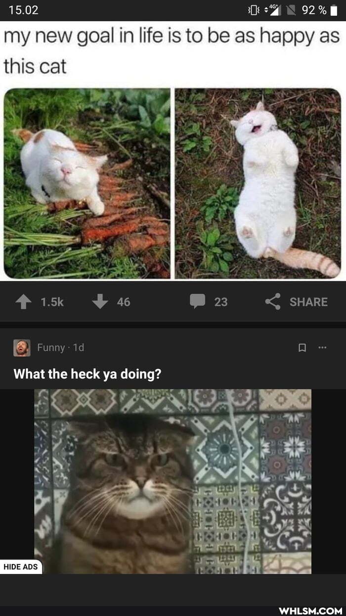 15.02 my new goal in life is to be as happy as this cat
Funny id Q -
What the heck ya doing?