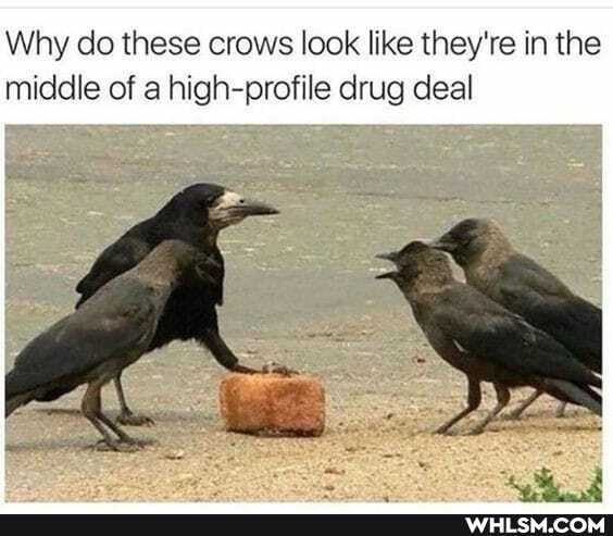 Why do these crows look like they're in the middle of a high-profile drug deal
