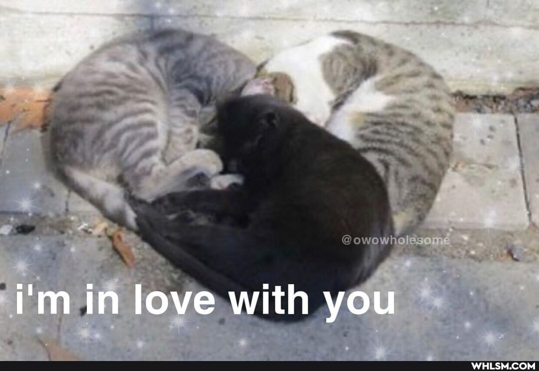 @owowholes
i'm in love with you