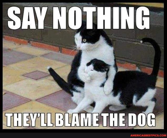 SAY NOTHING
THEY'LLBLAME THE DOG