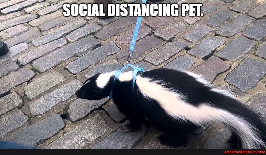 SOGIAL DISTANCING PET.