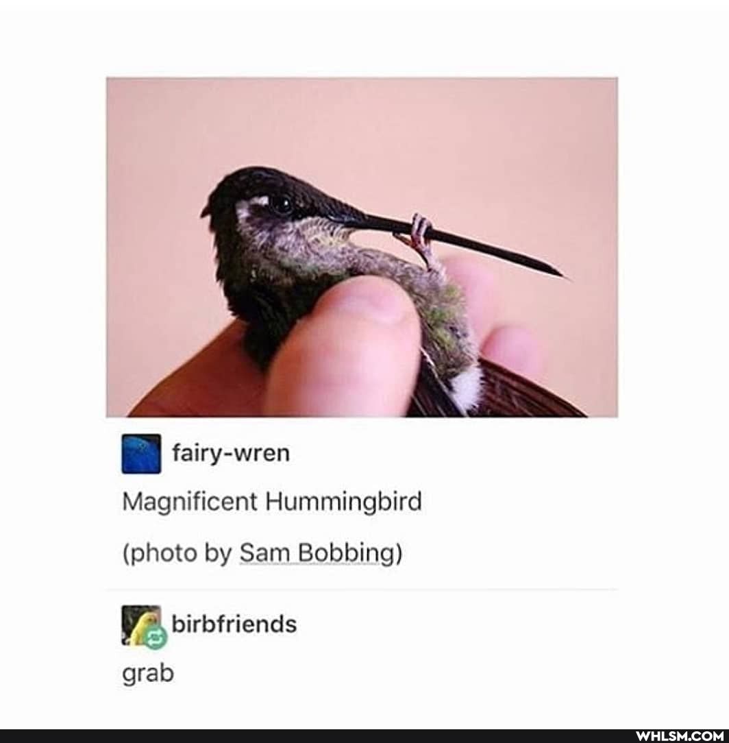 fairy-wren
Magnificent Hummingbird
(photo by Sam Bobbing)
grab