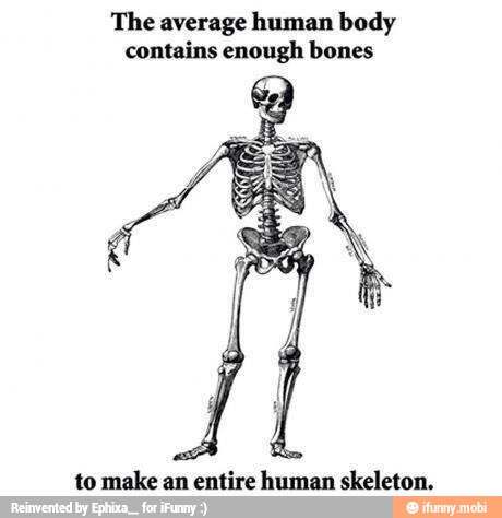 The average human body
contains enough bones
f
HP bis
to make an entire human skeleton.
