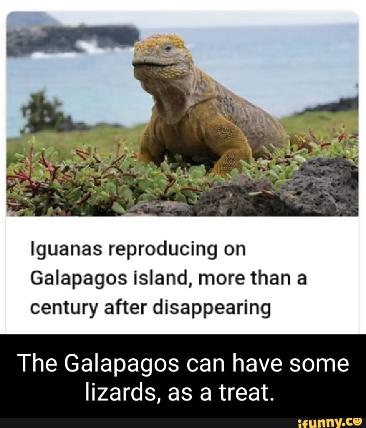 Iguanas reproducing on Galapagos island, more than a century after disappearing The Galapagos