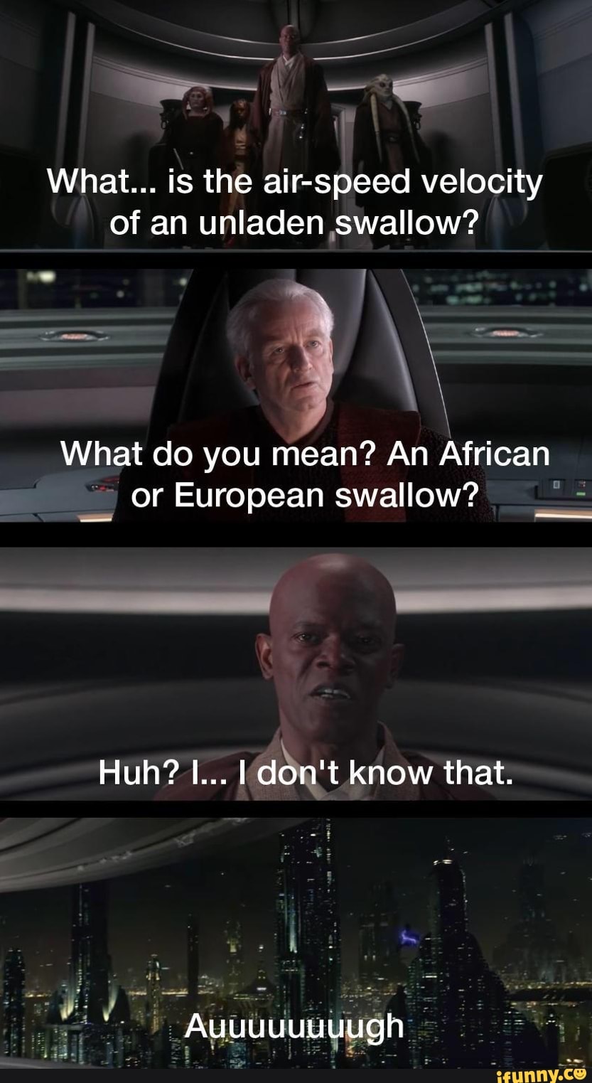 What Is The Ai Velocity Of An Unladen Swallow What Do You Mean An   D43a2dbb1af32e68eef5b24e7dca5fc2f5cf61d6dbc0f519249454dce4d301ef 1 