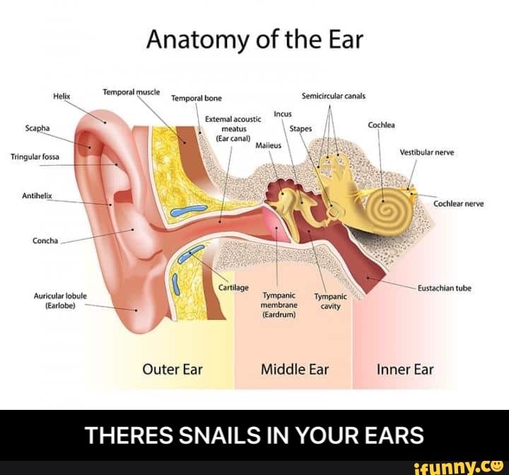 Anatomy Of The Ear Temporal Muscle Temporal Bone Semicircular Canals Seapha Meatus Stapes 6542