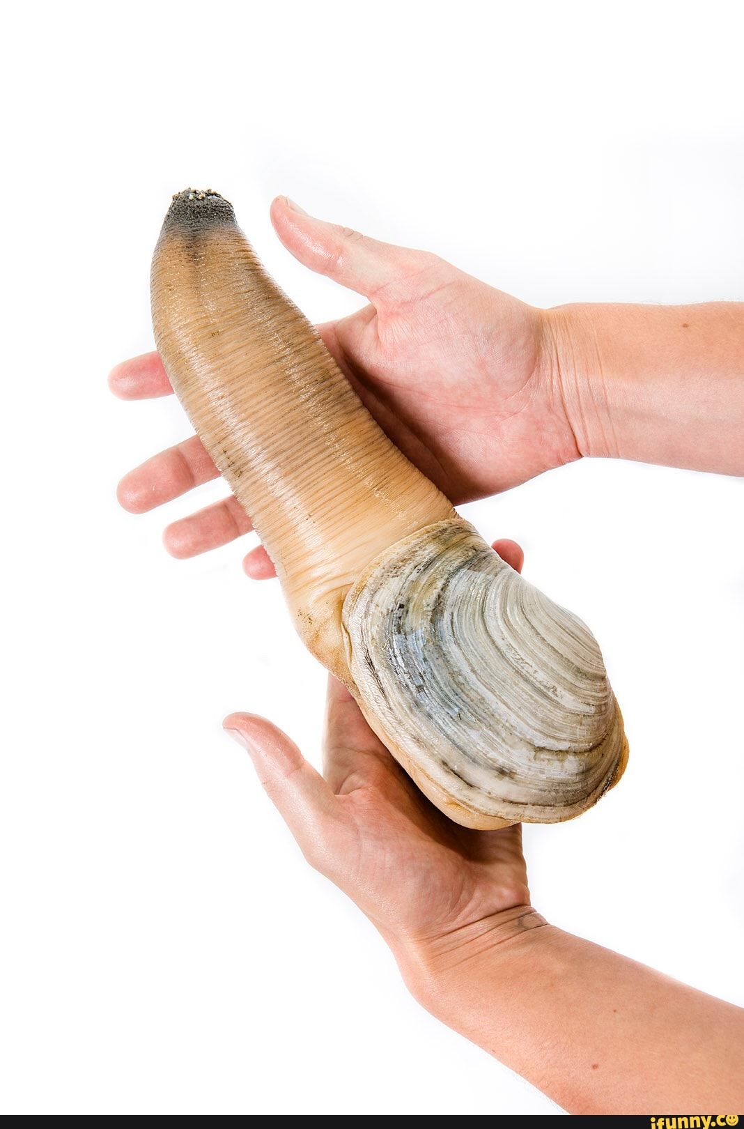 Geoduck memes. Best Collection of funny Geoduck pictures on iFunny