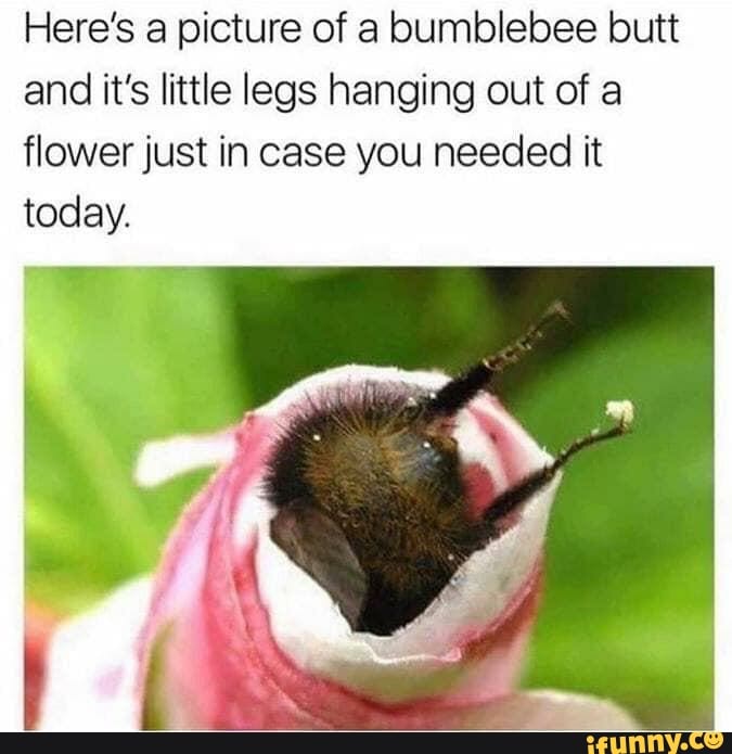 Here's a picture of a bumblebee butt
and it's little legs hanging out of a
flower just in case you needed it
today.