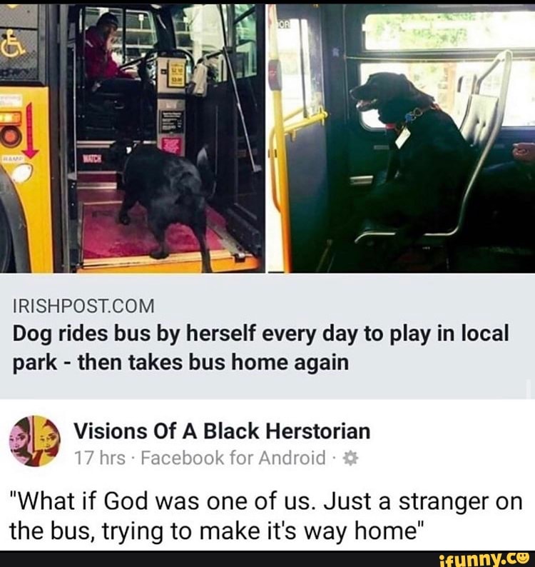 Irishpost Com Dog Rides Bus By Herself Every Day To Play In Local Then Takes Bus Home Again 29 Visions Of A Black Herstorian Id What If God Was One Of Us Just