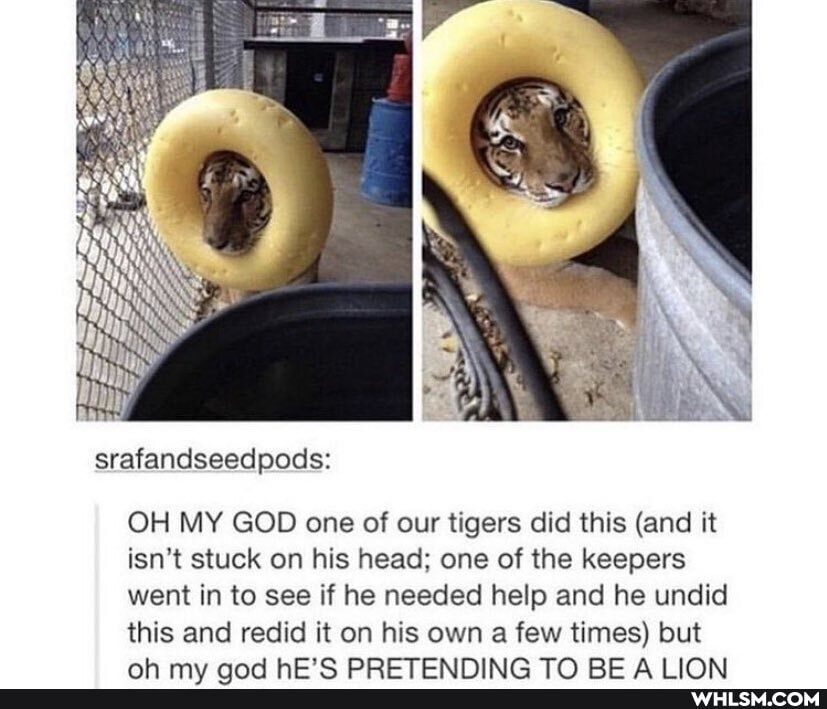 pods:
OH MY GOD one of our tigers did this (and it isn't stuck on his head: one of the keepers went in to see if he needed help and he undid
this and redid it on his own a few times) but mb KOC'C MDOCTTOOOAIMIAIM TY TOC AT ISNA