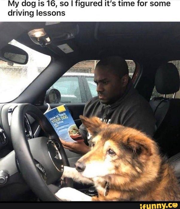 My dog Is 16, so figured it's time for some driving lessons