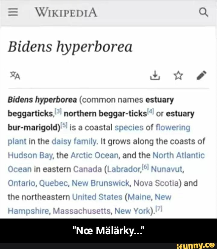 = WIKIPEDIA Q
Bidens hyperborea s& ww
Bidens hyperborea (common names estuary beggarticks northern beggar-ticks or estuary bur-marigold)'' is a coastal species of flowering plant in the daisy family. It grows along the coasts of
Hudson Bay, the Arctic Ocean, and the North Atlantic
ean in eastern Canada (Labrador, Nunavut,
Ontario, Quebec, New Brunswick, Nova tia) and the northeastern United States (Maine, New
Hampshire, Massachusetts, New York)
"Noe Malarky..." - "Nœ Mälärky..."