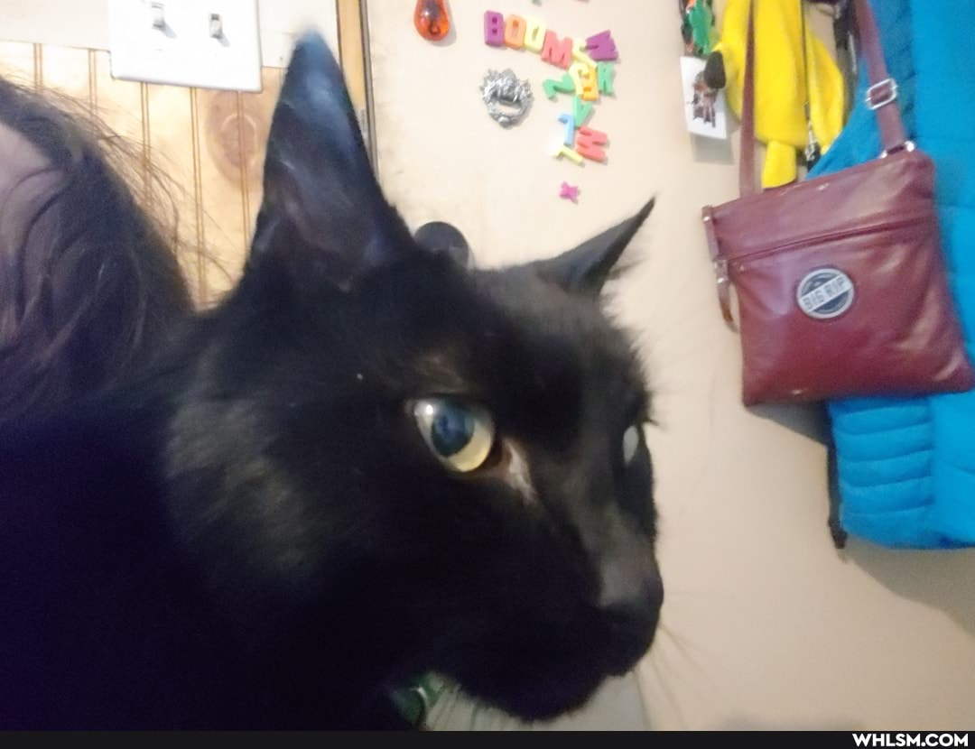 cat, pets, bunny, hold_me_closer_tiny_panther