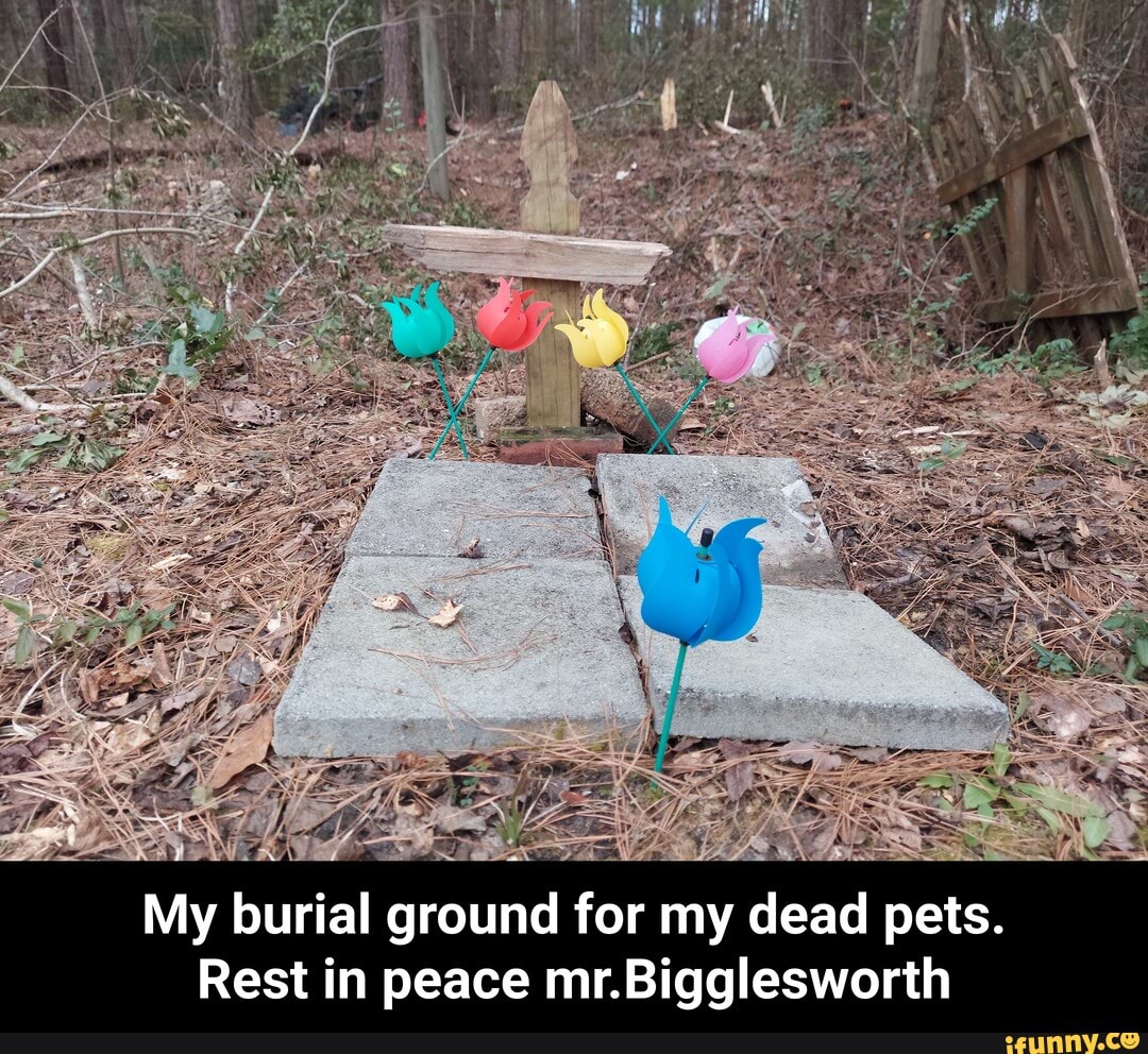 My burial ground for my dead pets.
Rest in peace mr.Bigglesworth - My burial ground for my dead pets. Rest in peace mr.Bigglesworth