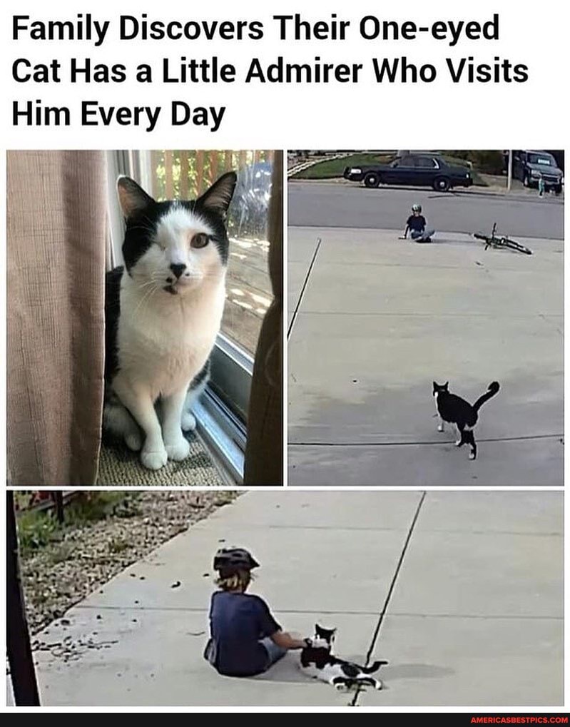 Family Discovers Their One-eyed
Cat Has a Little Admirer Who Visits
Him Every Day