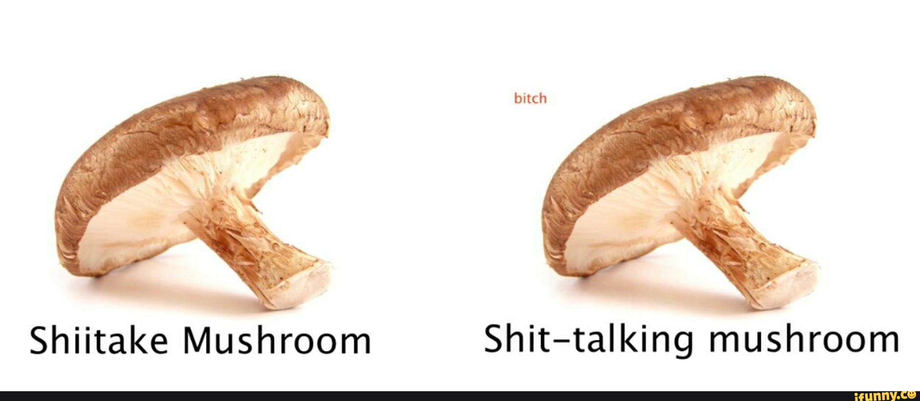 Shiitake Mushroom Shittalking muéhroom )