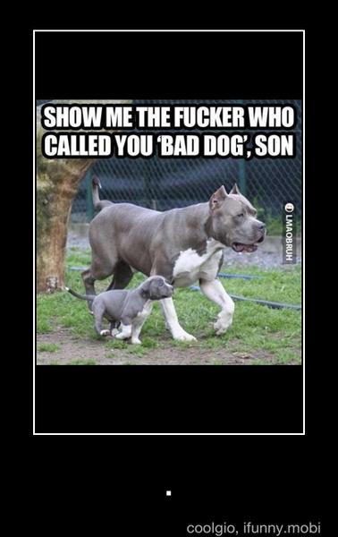 SHOW ME THE FUCKER WHO I
CALLED YOU 'BAD DOG: SON - .